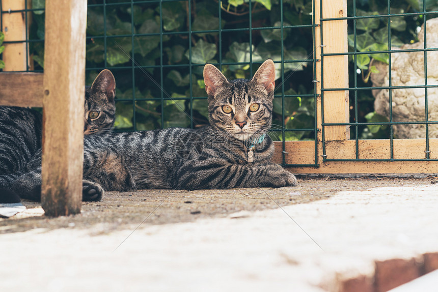 小猫咪躺在花园的栅栏前图片