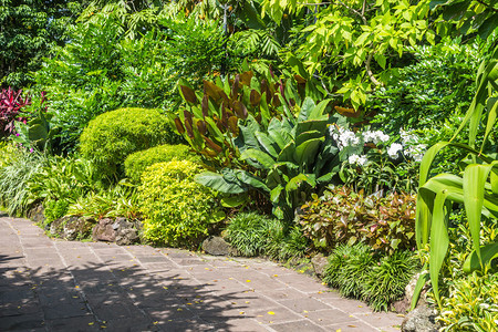 新加坡植物园中有石路的热带植图片