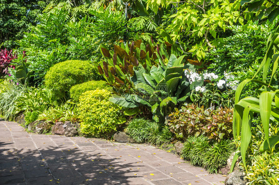 新加坡植物园中有石路的热带植图片