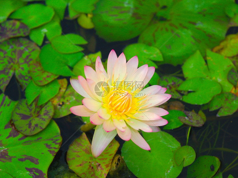Lotus出生的象征也是图片
