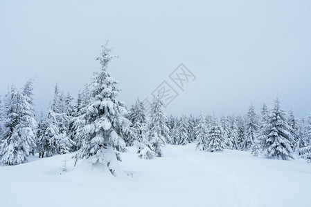 与冷杉森林的冬天风景被雪覆盖了阴天图片