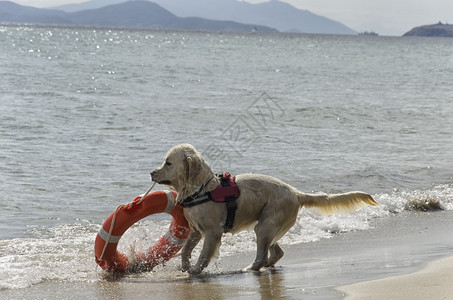 救援犬带着救生圈出海图片