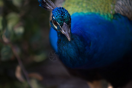 孔雀是如此美丽和美丽的鸟类它们所展示的颜色之阵列和图片
