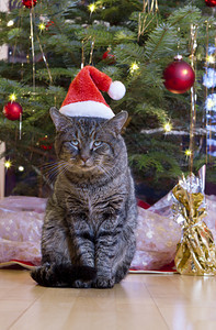 带着圣诞老人帽子和圣诞树的灰猫图片