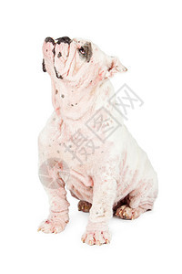 英国斗牛犬品种狗患有严重的蠕形螨病图片