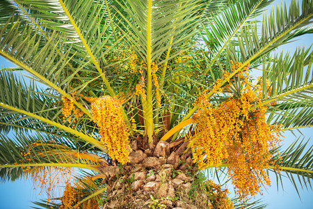 棕榈树上五颜六色的枣子水平背景图片