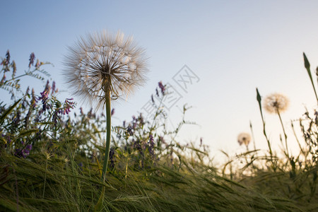 蒲公英绒毛在夕阳下膨胀图片