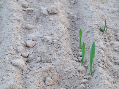 小麦的幼小芽偶尔从干土尘生图片