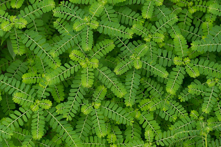 Phyllanthusniruri草本植物和其他名称图片