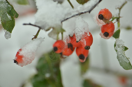 浆果在冰雪中闪耀图片