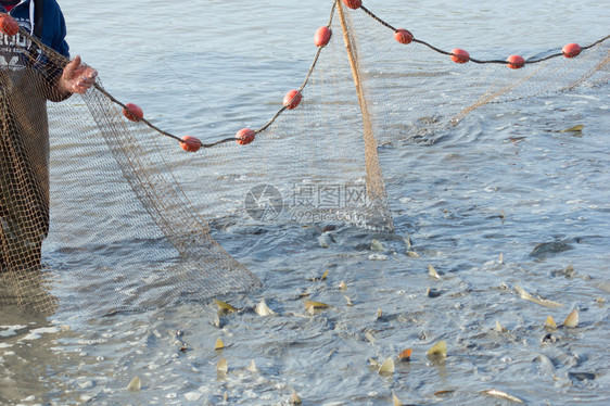 渔网就是湖里的鲤鱼图片