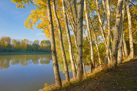 Siret河和秋天森林里的日出图片