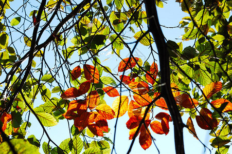 蓝天背景下的彩色山毛榉树叶图片