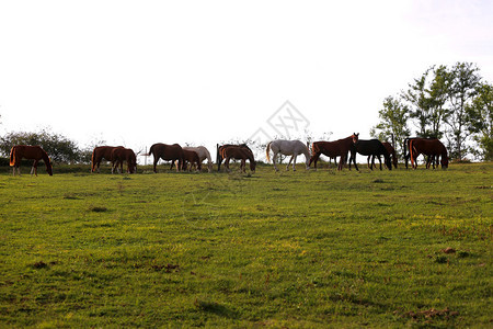 在山坡上吃草的年轻母马和小马驹图片