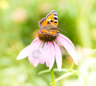 紫锥菊粉红色花朵上的小玳瑁蝴蝶背景图片