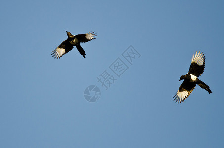 蓝天飞翔的两只黑嘴喜鹊背景图片