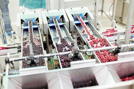 在分类和加工机器中冷冻红树莓图片
