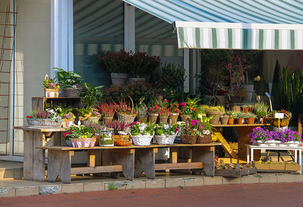 荷兰Zwanenburg花店前面的木板凳子上装有植物图片