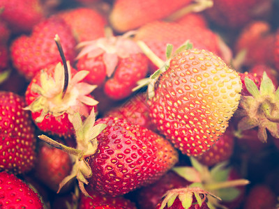 采摘草莓在科罗拉图片