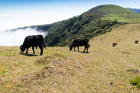 马德拉山区的奶牛和小牛肉牧场图片