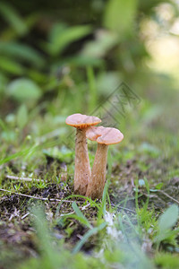 生长在地面和树木上的各种野生蘑菇图片