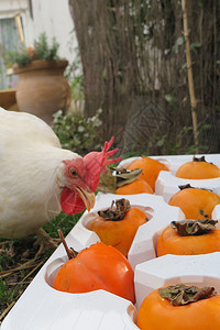 秋天吃柿子的草白鸡图片