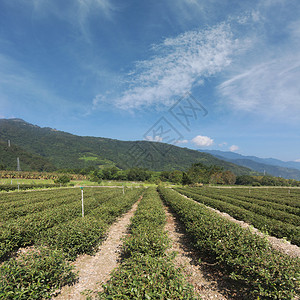 大红袍茶叶亚洲太东卢耶茶叶种植园的景观校对P背景