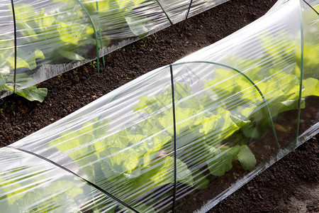 蔬菜种植的农业温室图片