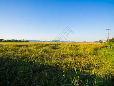 泰国美丽的稻田山背景图片