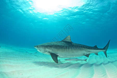 笼子里拍摄各种鲨鱼照片高清图片鲨鱼的特写高清图片与沙虎鲨鱼carch