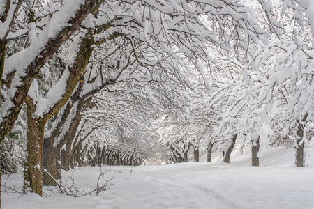 公园里白雪皑的冬季景观图片