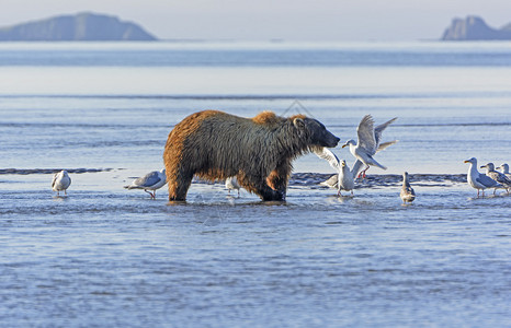 熊和在阿拉斯加Katmai公园哈洛湾图片