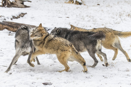 狼 雪在雪地森林捕猎物背景