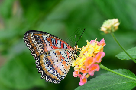 蝴蝶花园里有一只漂亮的图片