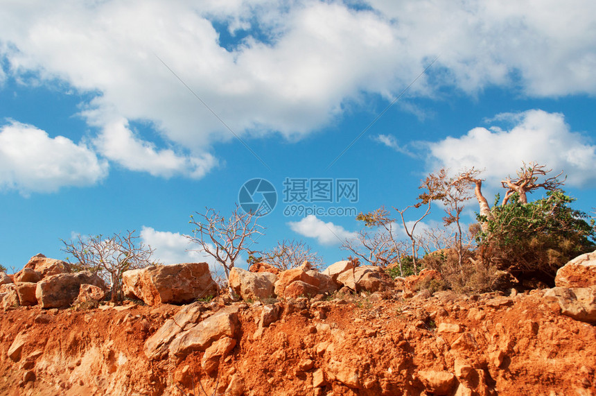 葫芦科中唯一以树形生长的物种高清图片下载-正版图片504901697-摄图网