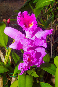 植物园里的紫色兰花图片