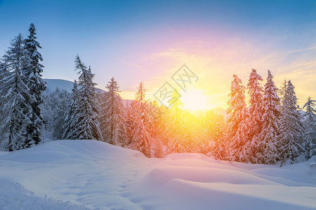斯洛文尼亚冬季森林朱路亚阿尔卑斯背景图片