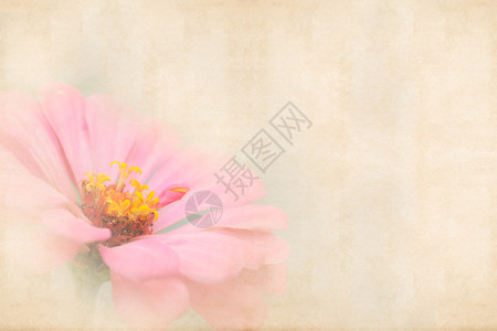 背景旧纸纹理上的粉红色花朵图片
