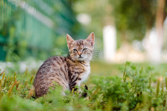 猫坐在草地上打坐图片