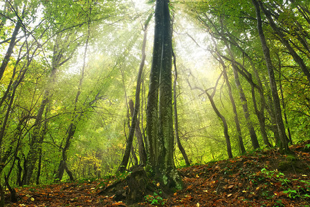 森林阳光自然图片