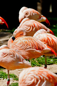 动物园绿草上的粉红色火烈鸟群背景图片