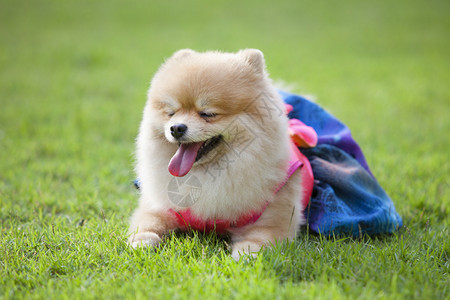 波美拉尼亚狗在草坪上穿着狗的衣服图片