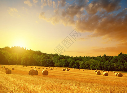 日落时农田上的稻草捆图片