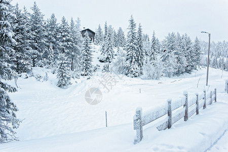 在芬兰Ruka的雪覆盖森林冬季北极圈中图片