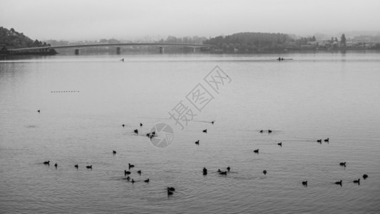 早上河口湖鸭群黑白背景图片