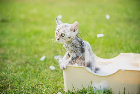 可爱的虎斑小猫在花园里洗澡图片