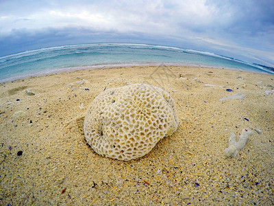 海滩上的死珊瑚印度洋留尼汪岛的图片