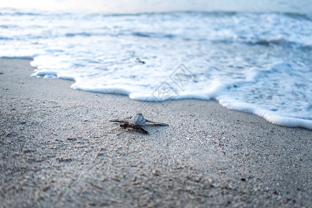 特里尼达特立尼达和多巴哥海滩边爬到海面的皮革龟高清图片