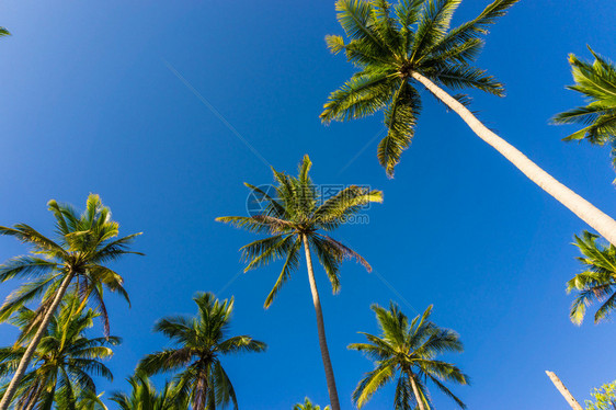 蓝天背景下的椰子棕榈泰国图片