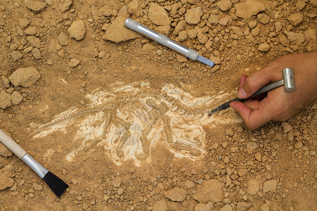 骨骼和考古工具挖化石训练模拟与真挖图片